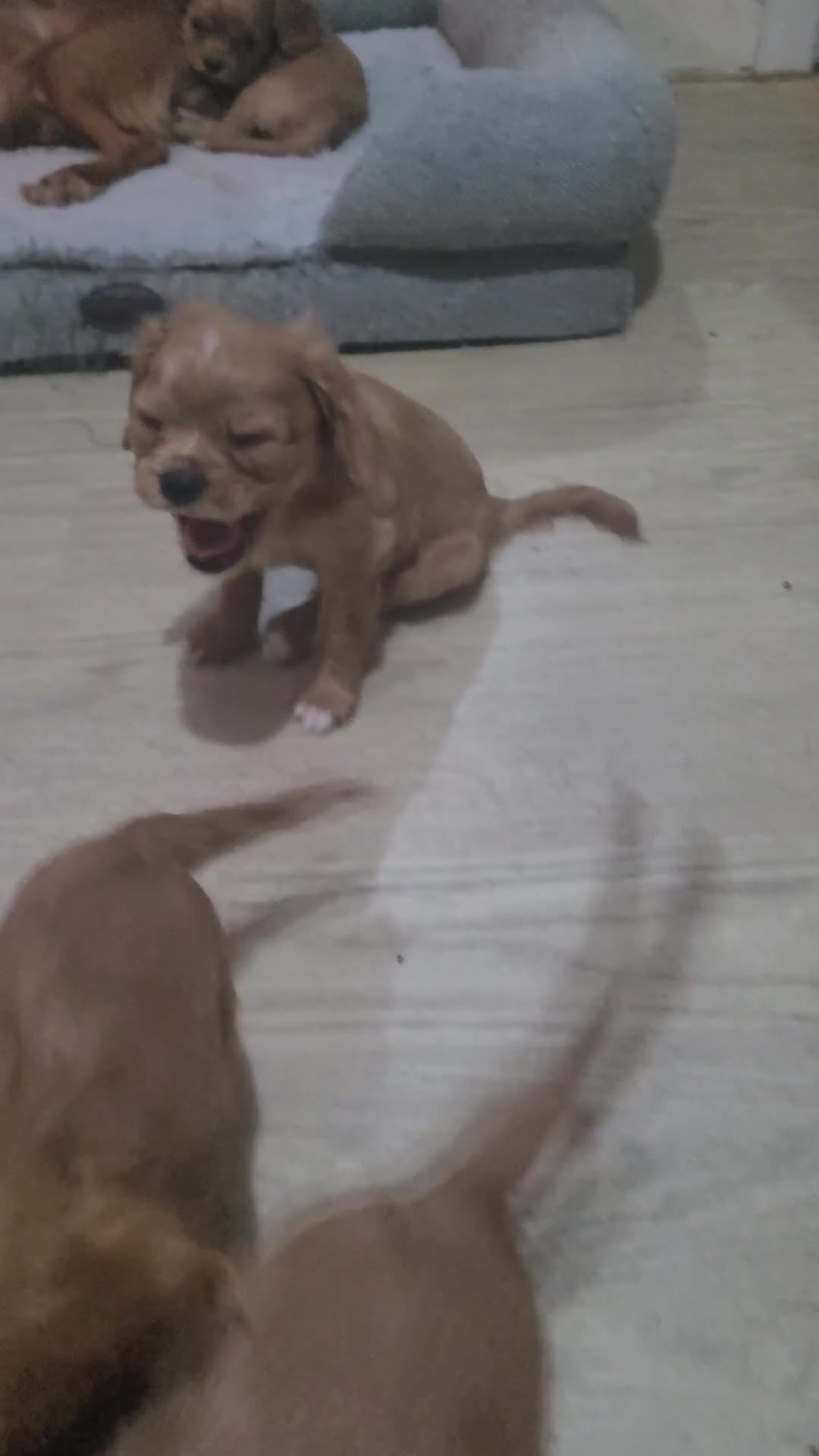 Cavalier King Charles Spaniel dogs for sale: READY NOW Cavalier king charles pups - Video 1