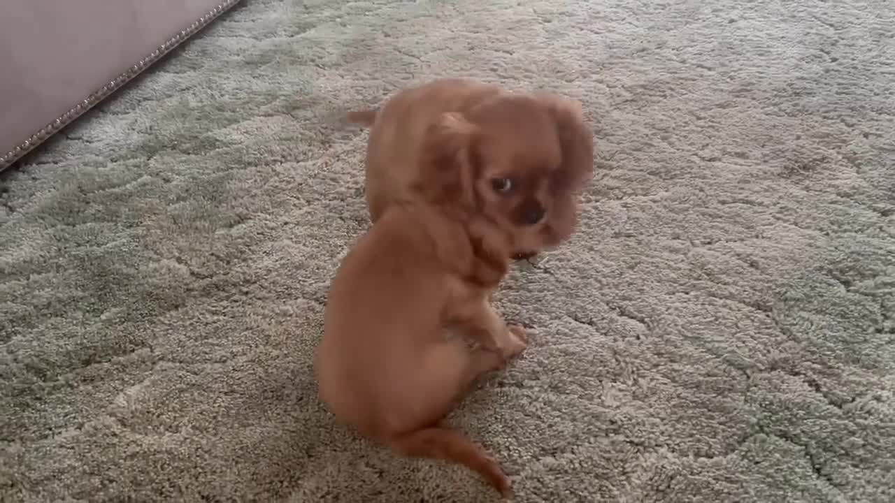 Cavalier King Charles Spaniel dogs for sale: Ruby Cavalier King Charles Spaniel Puppy’s  - Video 1
