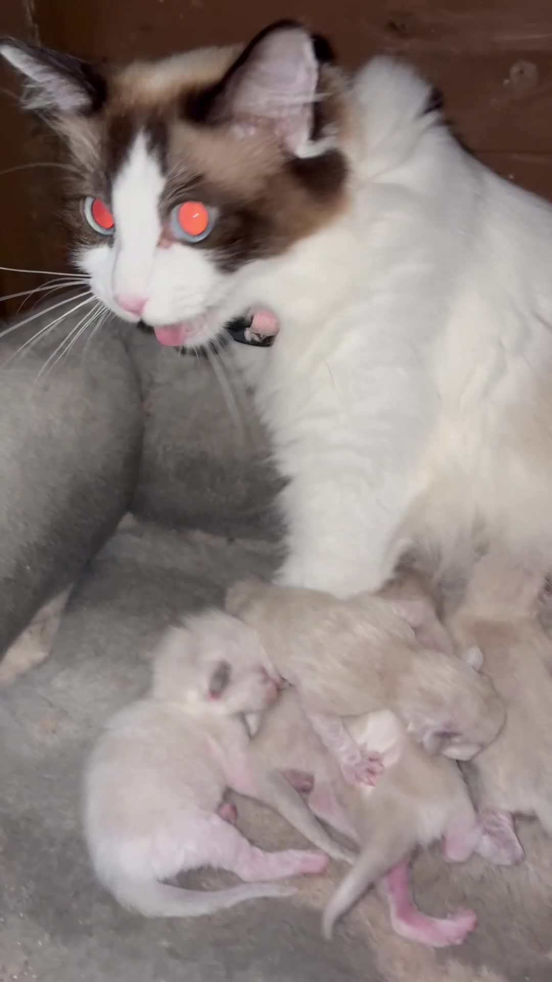 Ragdoll cats for sale: Beautiful Ragdoll kittens  - Video 1