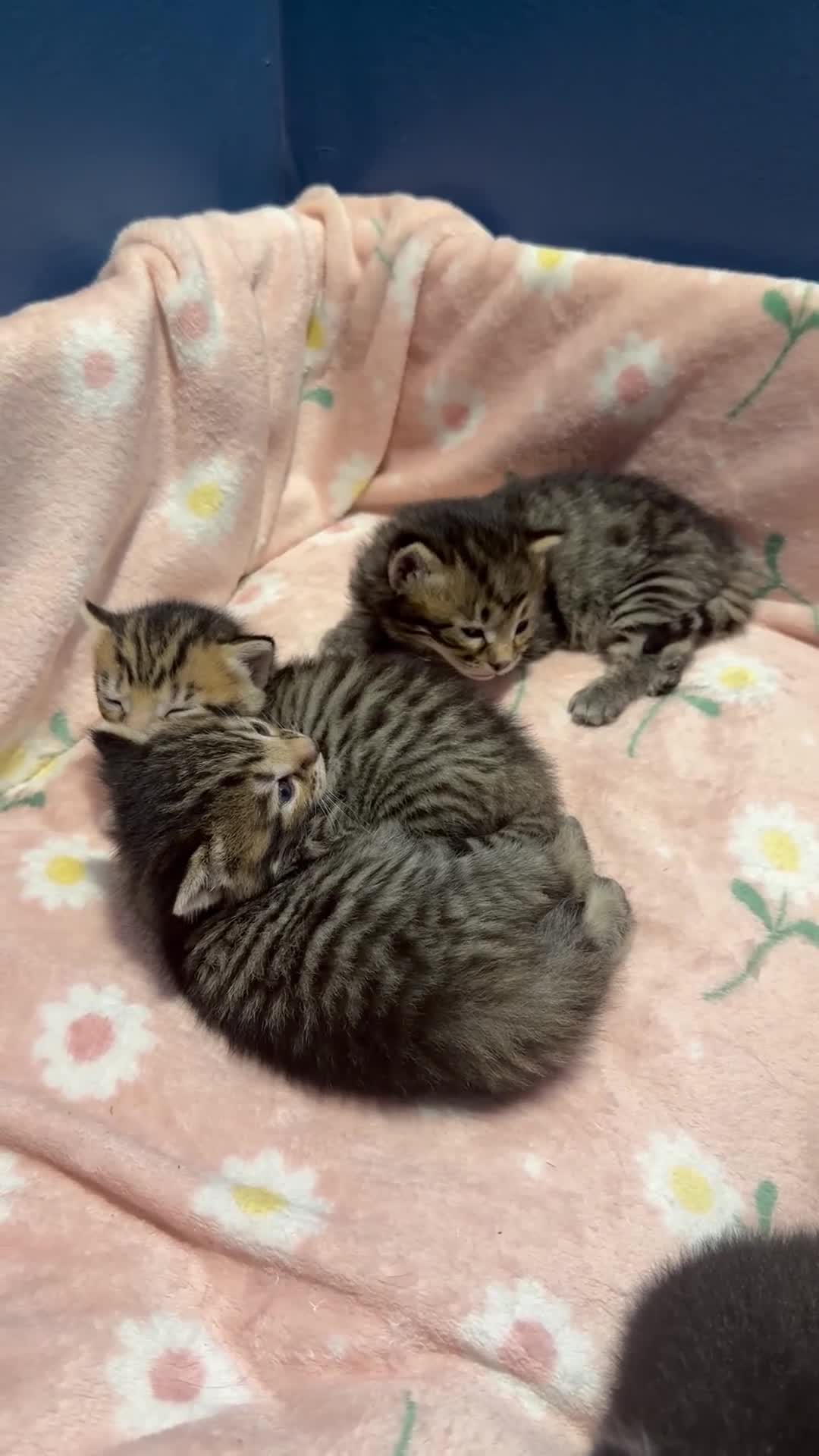 Mixed Breed cats for sale: 4 Beautiful Kittens Looking For Loving Homes in Brighton - Video 1