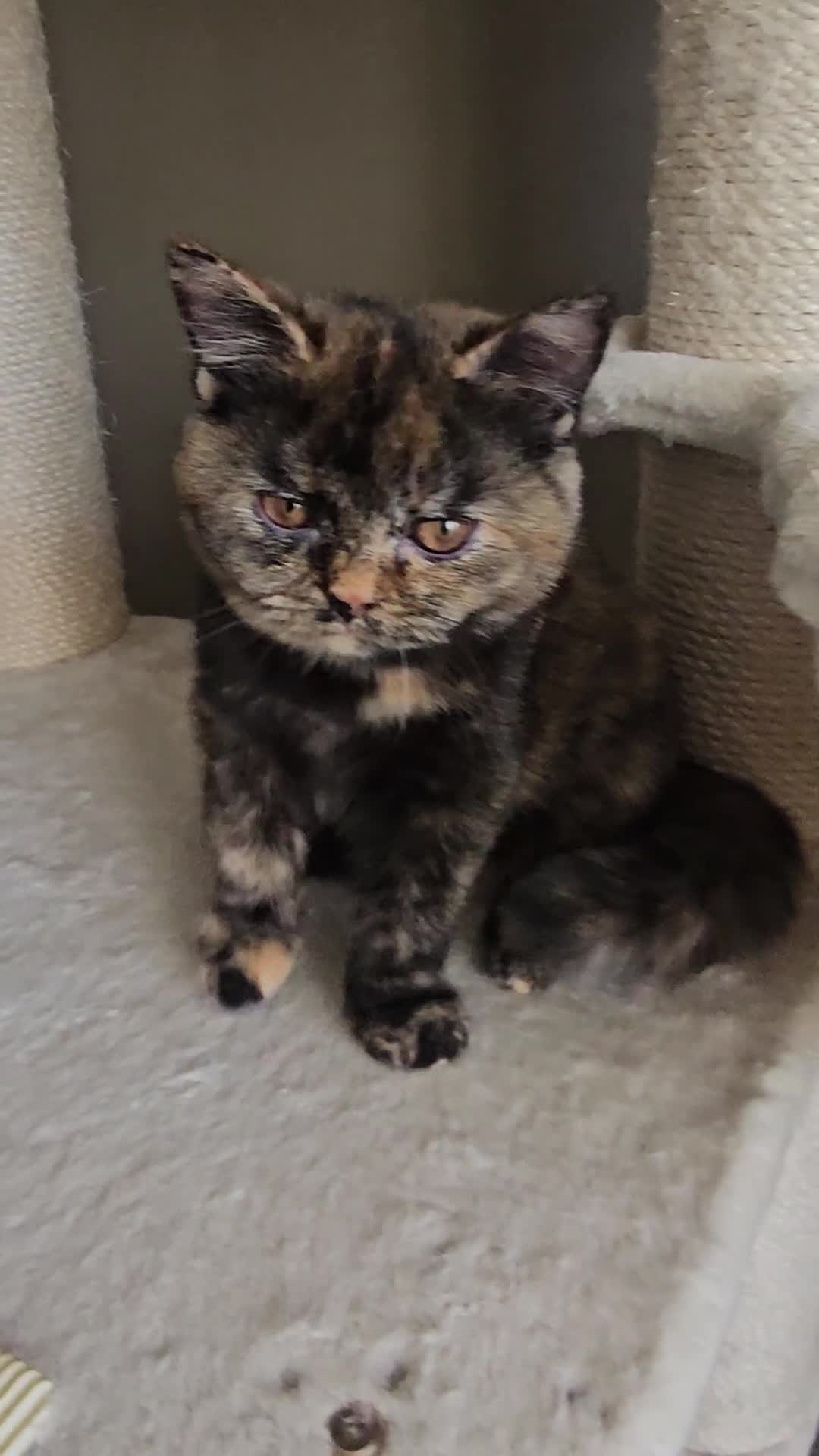 British Shorthair cats for sale: Gorgeous Tortie ✨ Rabies Vax ✅🌎✈️ - Video 2