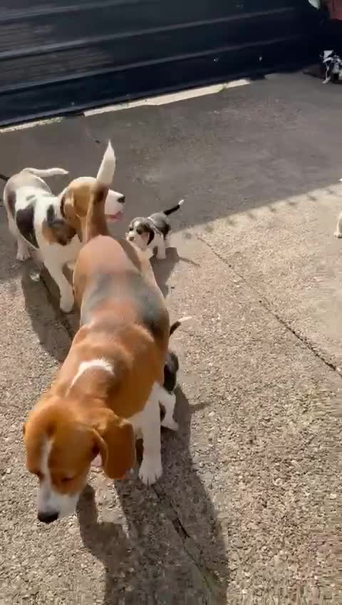 Beagle dogs for sale: Beagle puppies ready soon💕 - Video 1