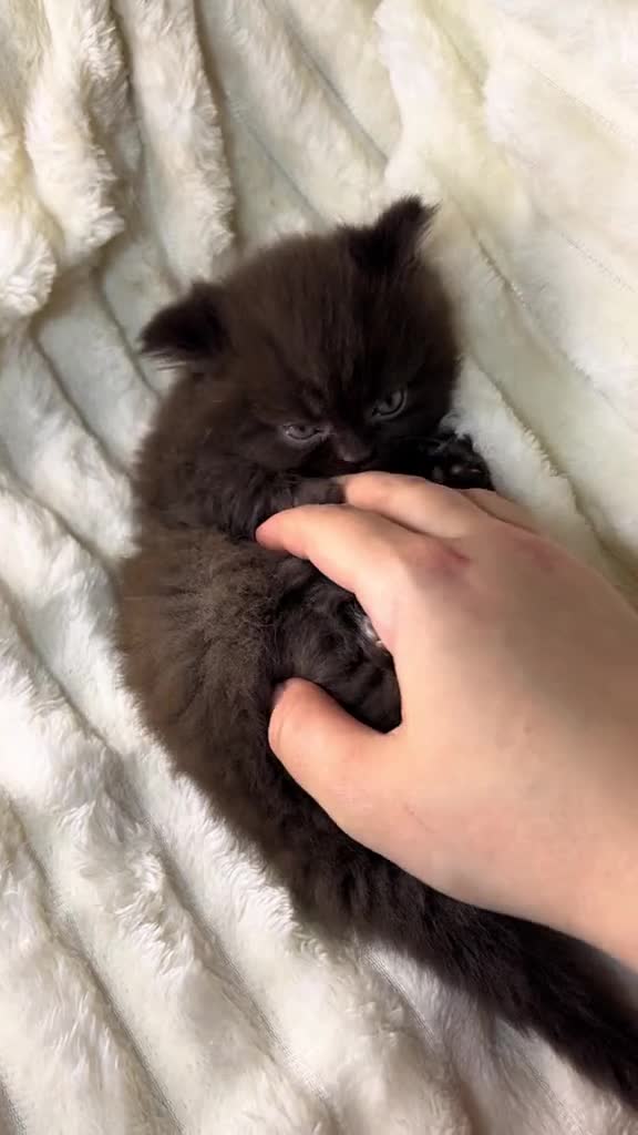 British Longhair cats for sale: British Long/Short Hair Adorable Kittens - Video 2