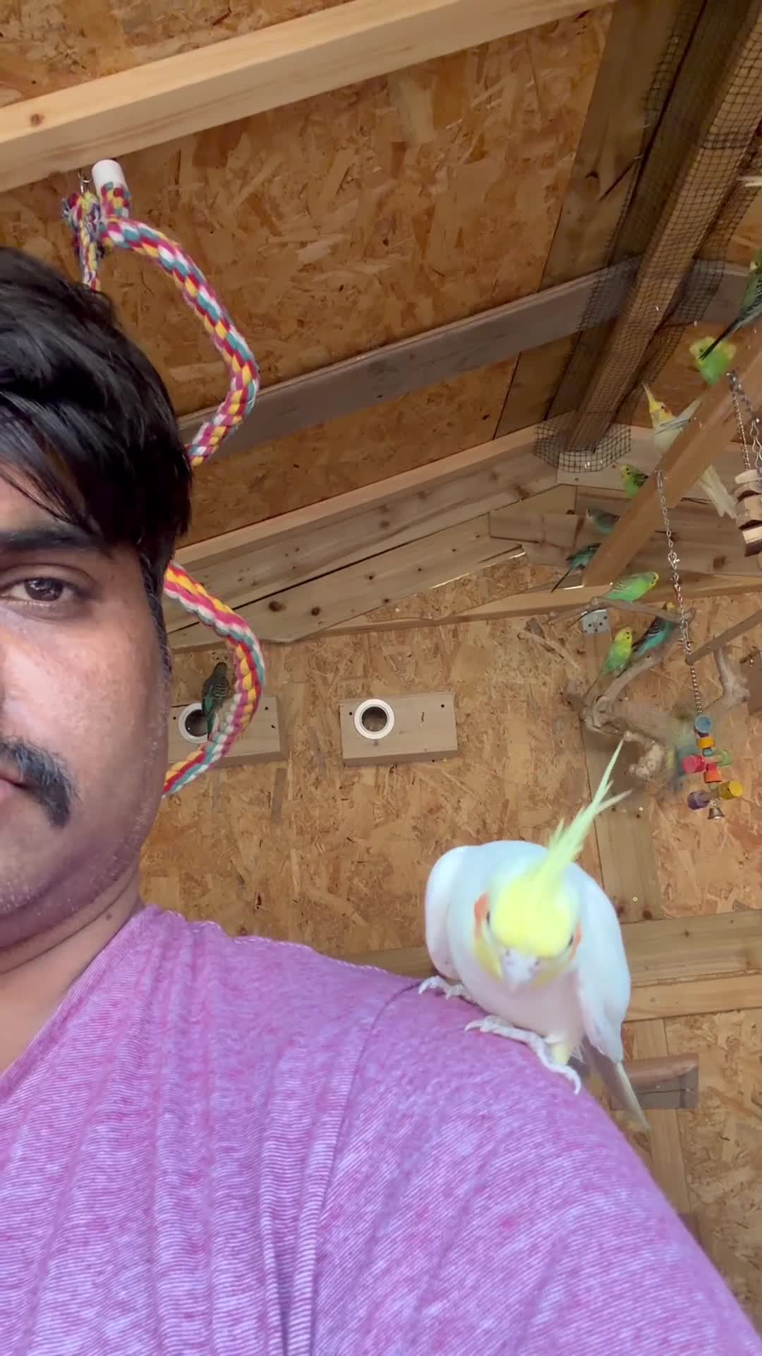 Cockatiels birds for sale: 2 lutino Cockatiels for Sale – Friendly Pair - Video 1
