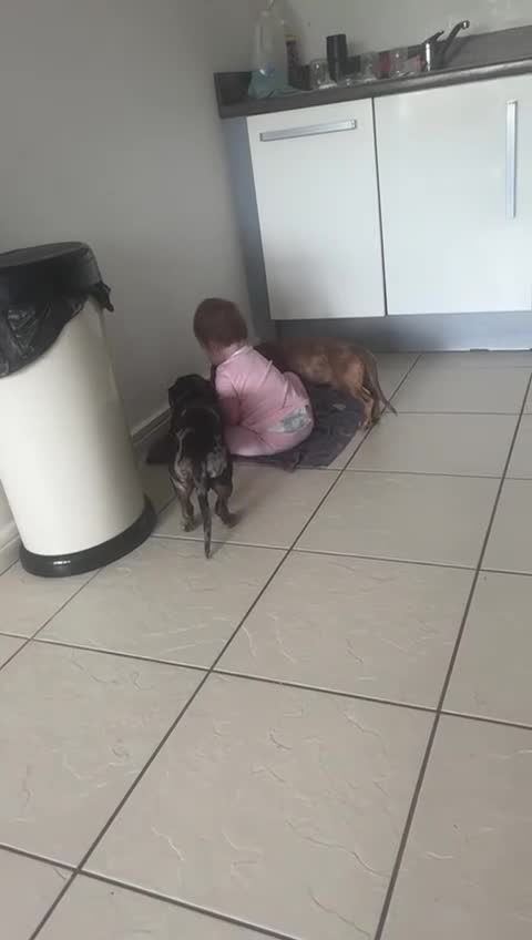 Miniature Dachshund dogs for sale: 2 Male Miniature Dachshunds  - Video 1
