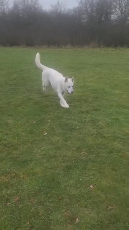 German Shepherd dogs for sale: German Shepherd puppy for sale - Video 1