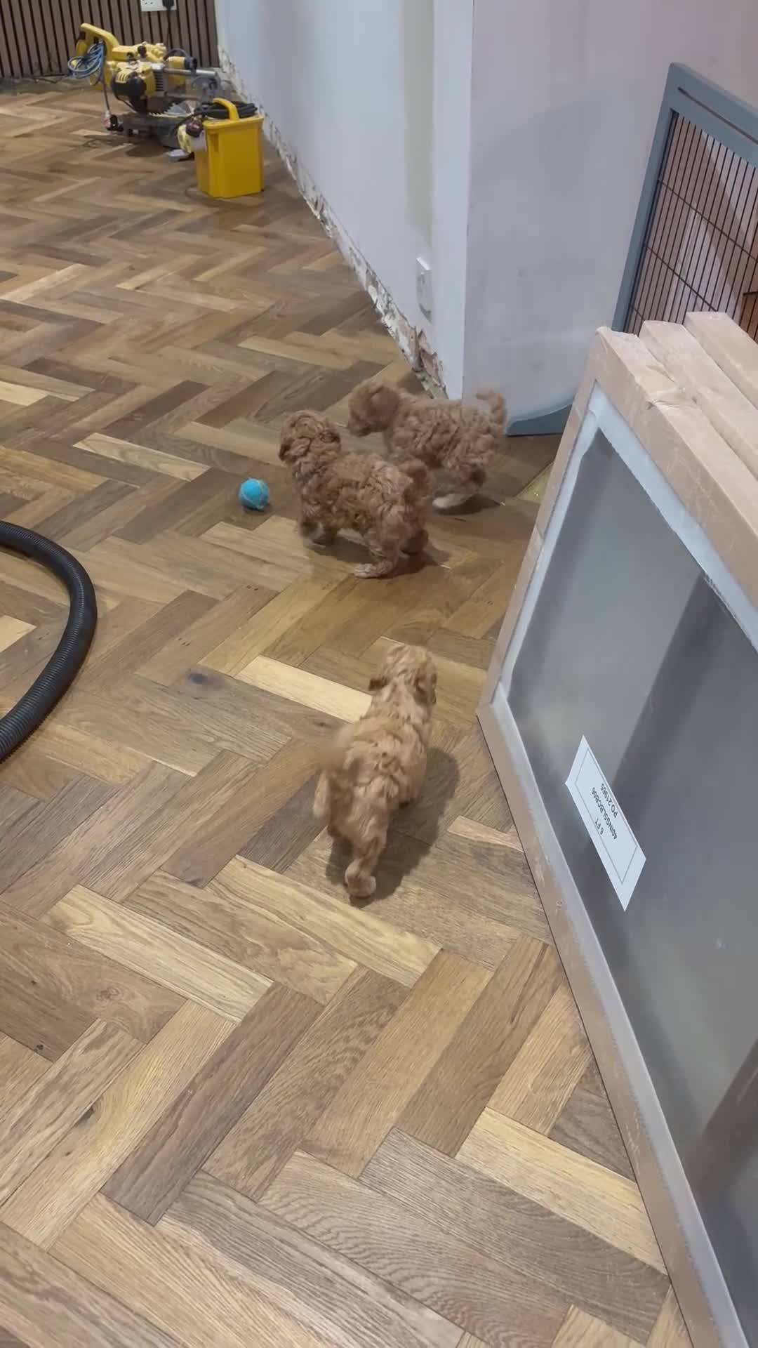 Toy Poodle dogs for sale: KC registered Toy Poodle puppies  - Video 1