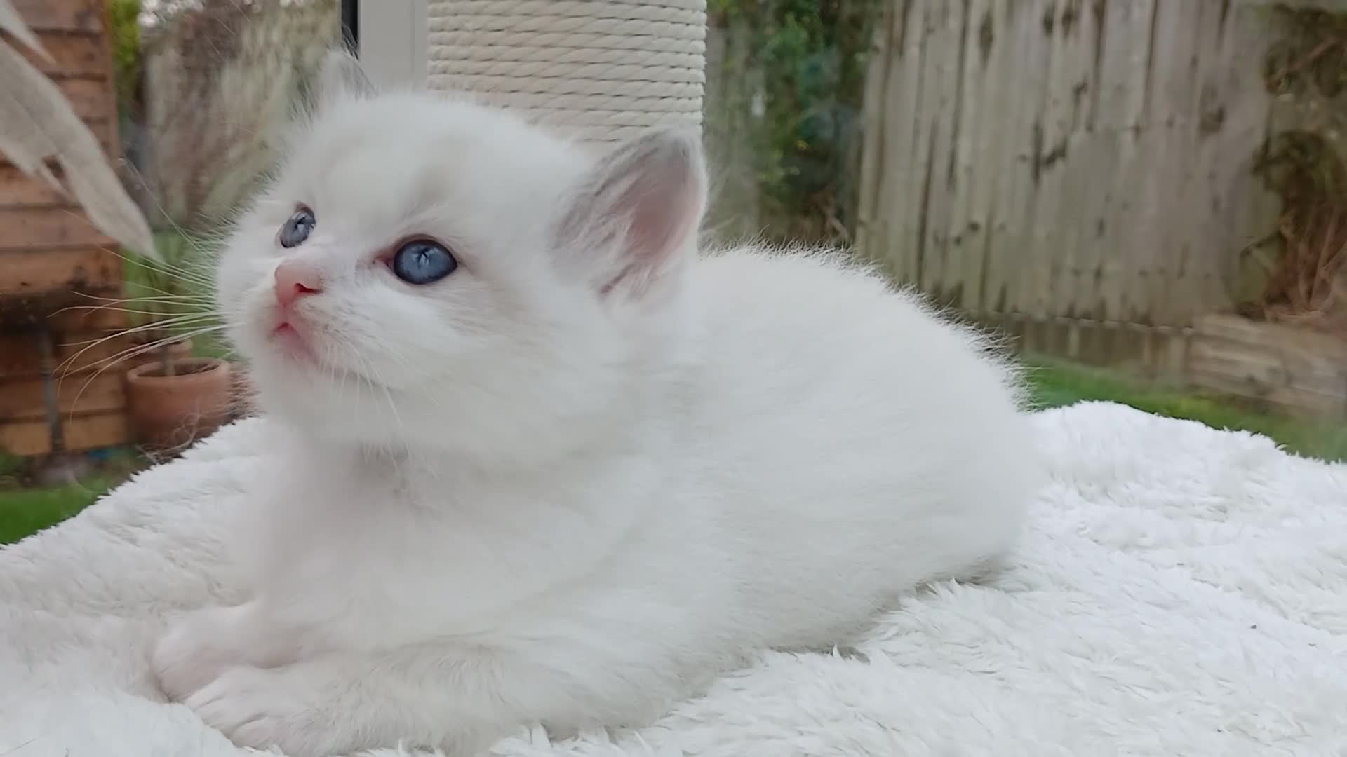 Ragdoll cats for sale: Blue Lynx Bicolour Ragdoll TICA Registered  - Video 2