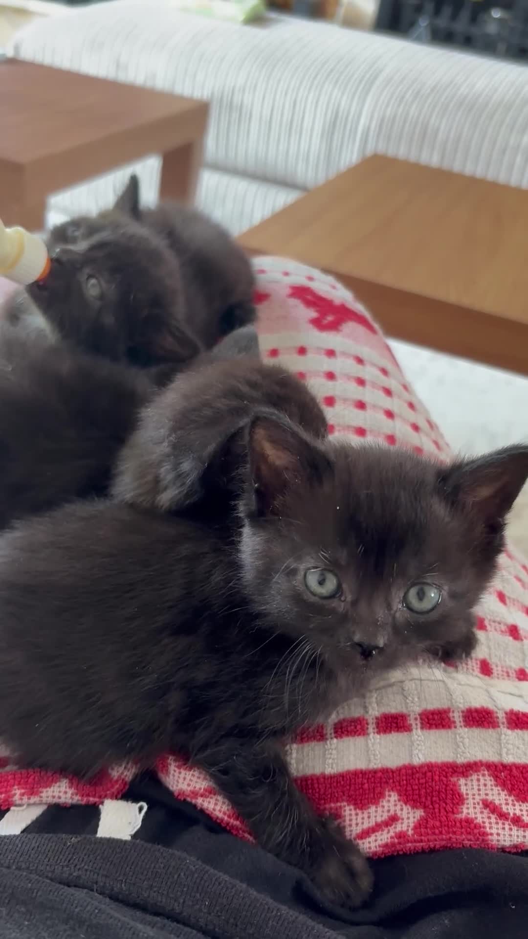 Mixed Breed cats for sale: 4 Black Kittens for Sale - Video 2