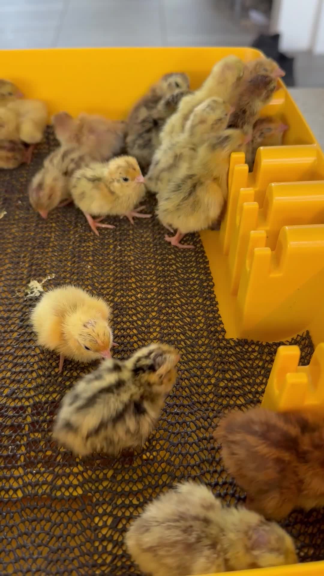 Quail poultry for sale: Celadon & Coturnix Quail | Pre-Orders Open - Video 1