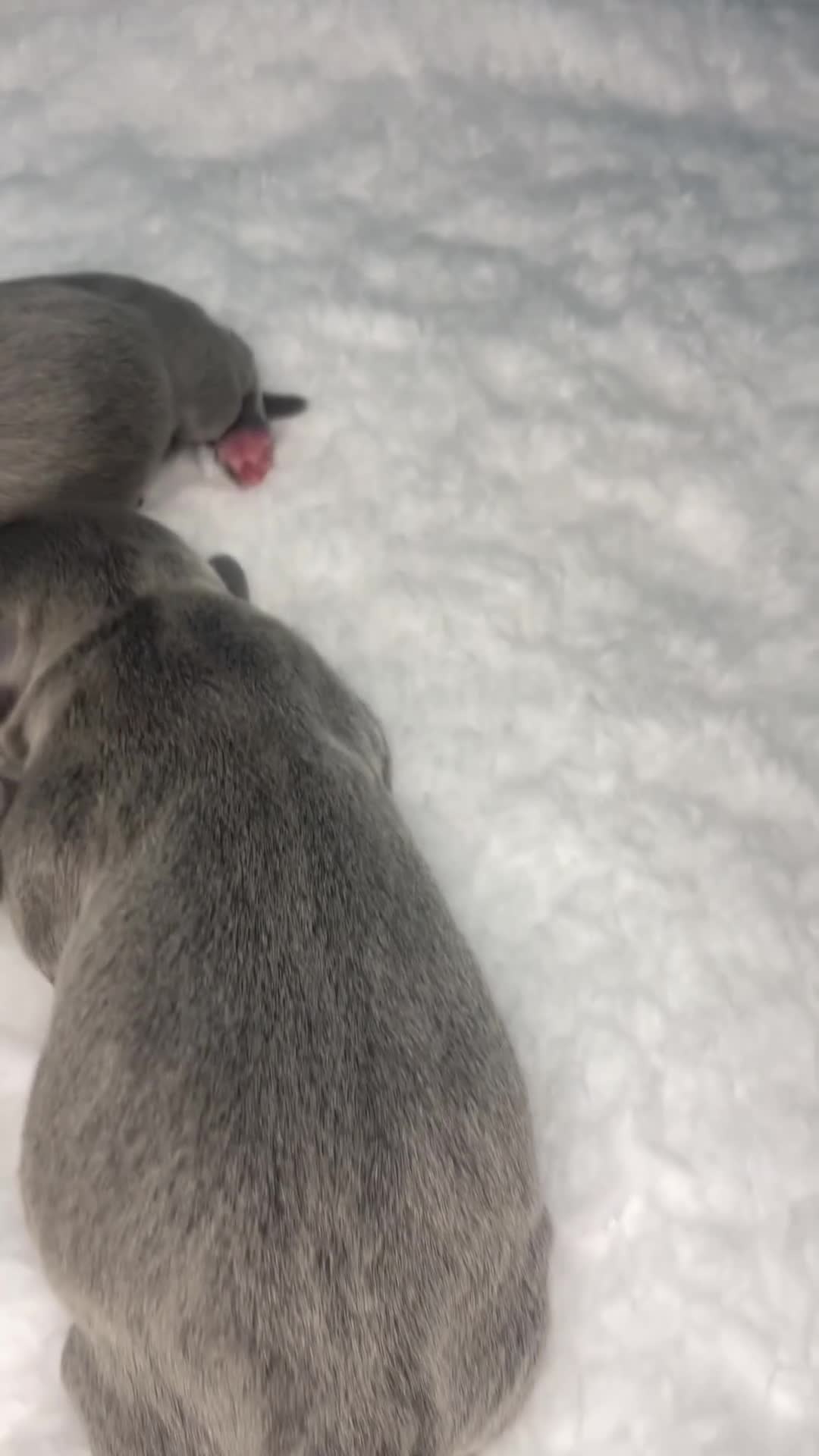 Staffordshire Bull Terrier dogs for sale: 6 stunning KC Staffordshire bull terrier puppy’s  - Video 2