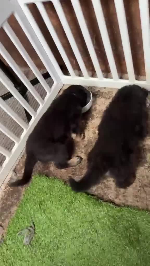 German Shepherd dogs for sale: German Shepherd Pups! Grey or black & tan!  - Video 1