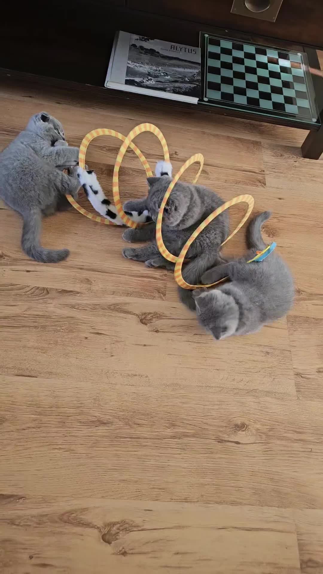 British Shorthair cats for sale: Hurry up 3 🕢Beautiful Scottish fold kitten left in Hatfield - Video 1