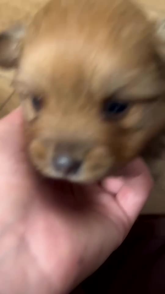 Pomeranian dogs for sale: THREE BEAUTIFUL POMERANIAN PUPPIES⚠️⚠️❗️  - Video 4