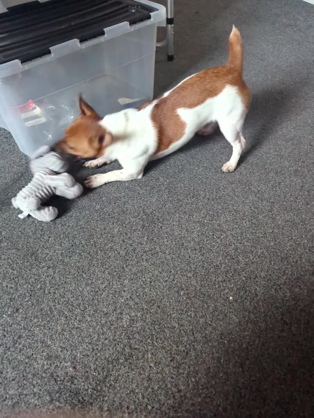 Jack Russell dogs for sale: Hi my name is patch - Video 1