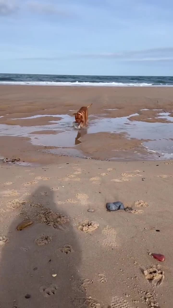 Dogue De Bordeaux dogs for stud: Proven KC Reg Dogue De Bordeaux in Newcastle upon Tyne - Video 1