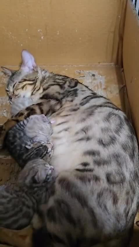 Bengal cats for sale: 2 stunning bengal kittens - Video 1