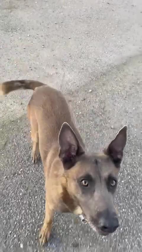 Belgian Shepherd Dog dogs for sale: Blue belgium malinois male - Video 1