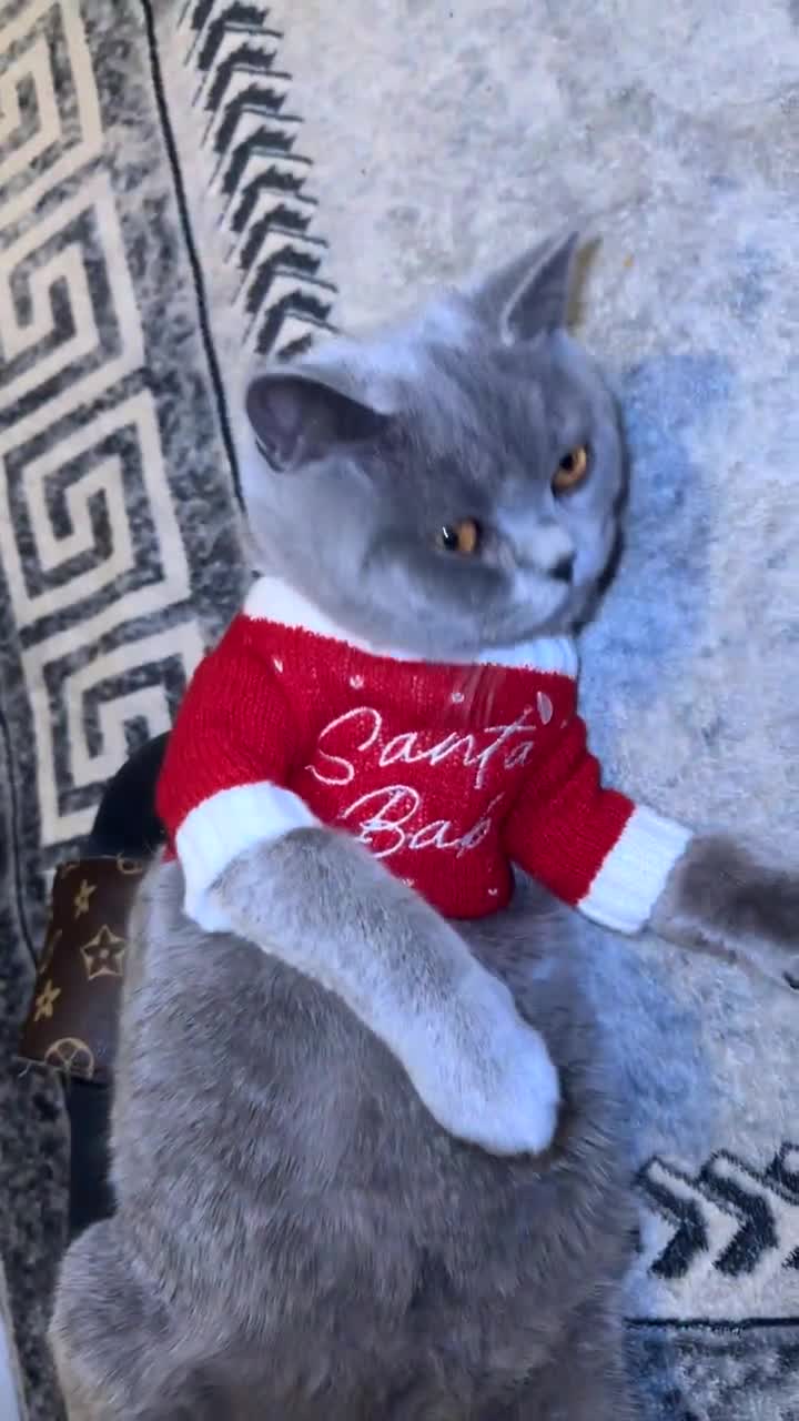 British Shorthair cats for sale: British shorthair  - Video 1