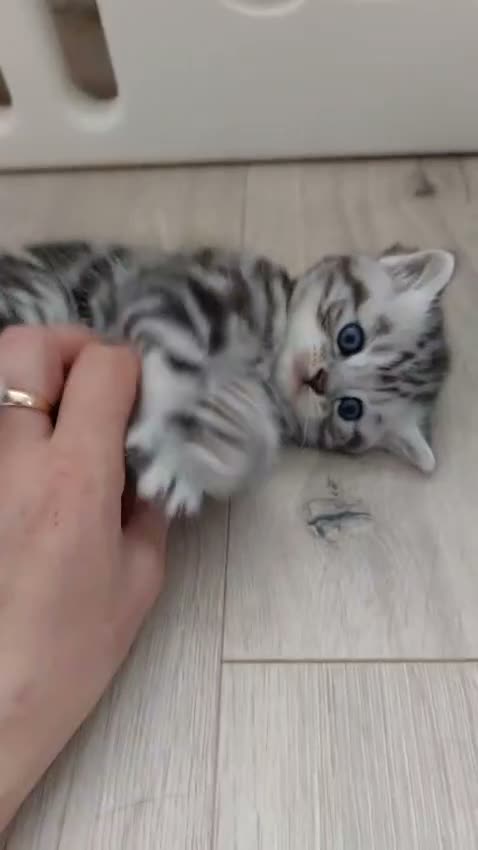 British Shorthair cats for sale: Original BSH Silver Tabby kittens  - Video 2