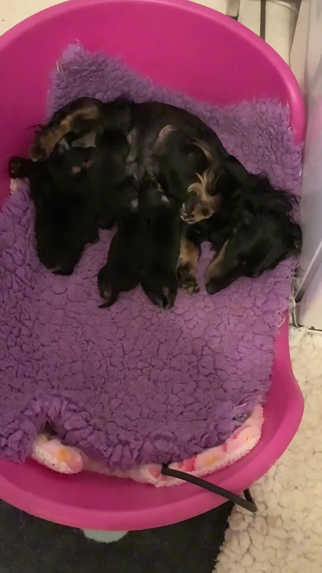 Dachshund dogs for sale: KC reg highly dna tested long hair dachshund pups - Video 1