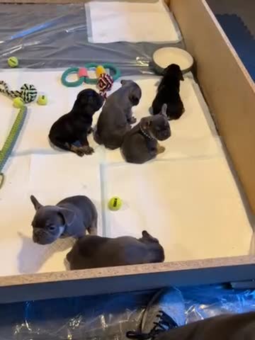 French Bulldog dogs for sale: French bulldogs for sale - Video 1