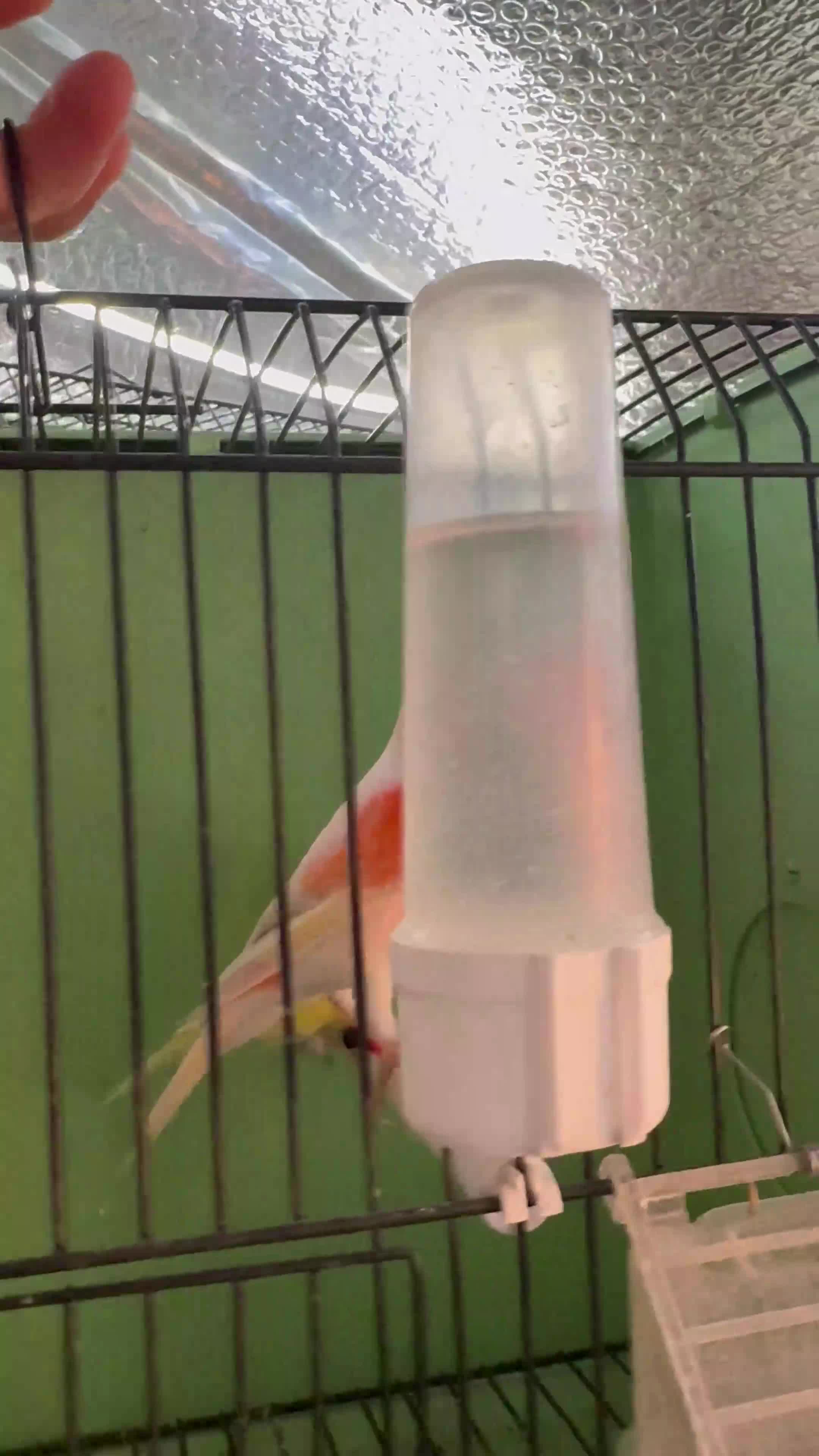 Mixed Breed birds for sale: Canary’s, finches and accessories  - Video 2