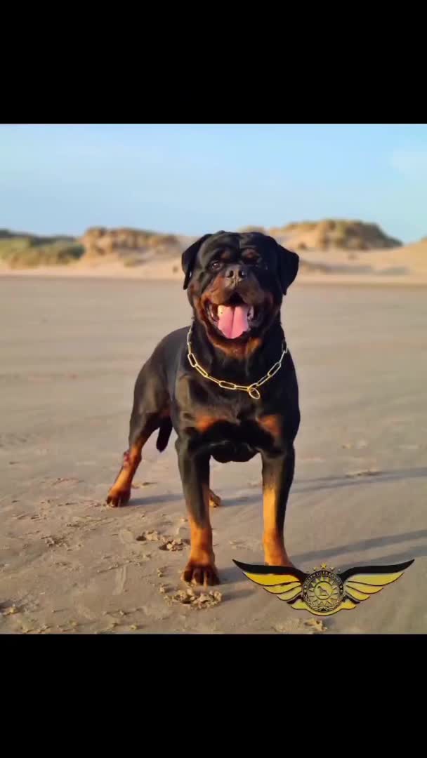 Rottweiler dogs for stud: Rottweiler import Stud (BIG DADDY BRUNO) in Liverpool - Video 2