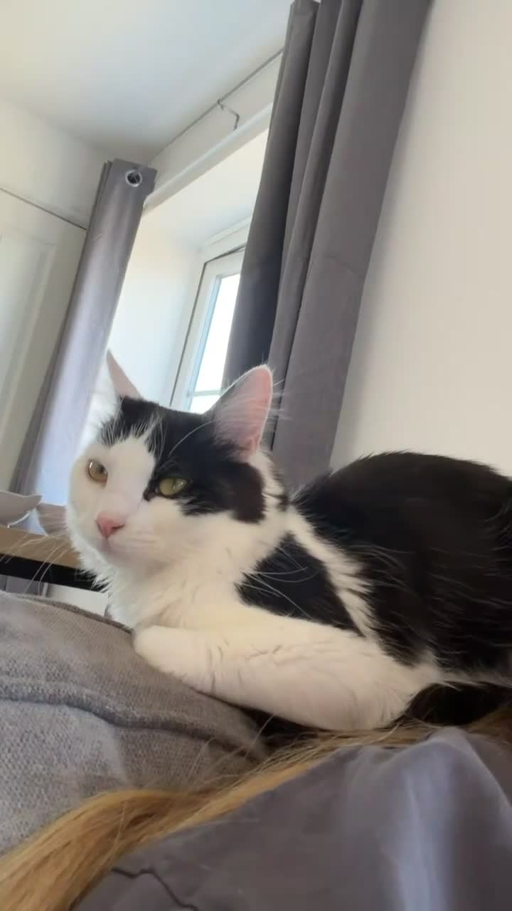 Mixed Breed cats for sale: our 2 beautiful babies siblings 1 female 1 male in Leicester - Video 2