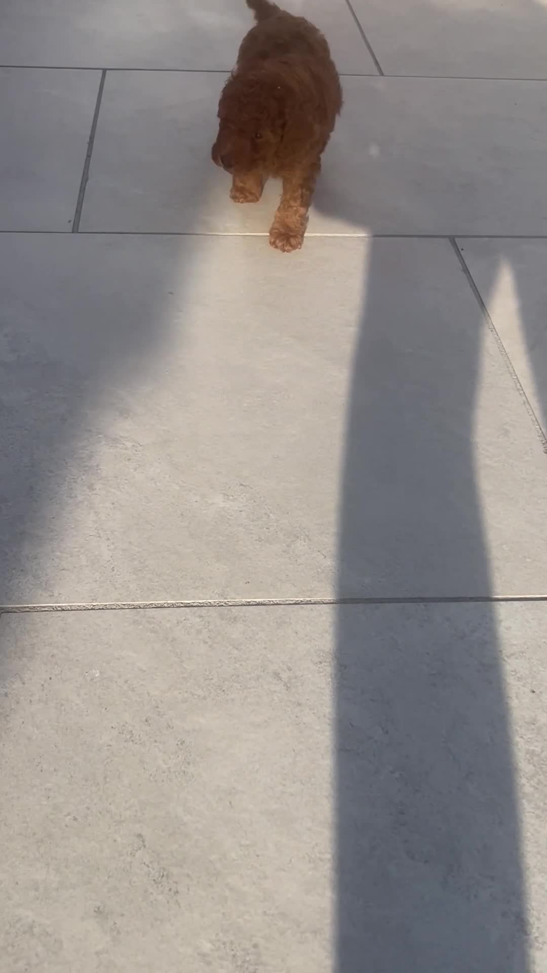 Miniature Poodle dogs for sale: 2 girls left - Video 2