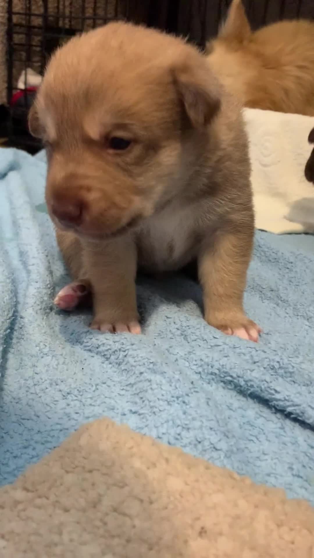 Mixed Breed dogs for sale: Collie mix pups in Gloucester - Video 2