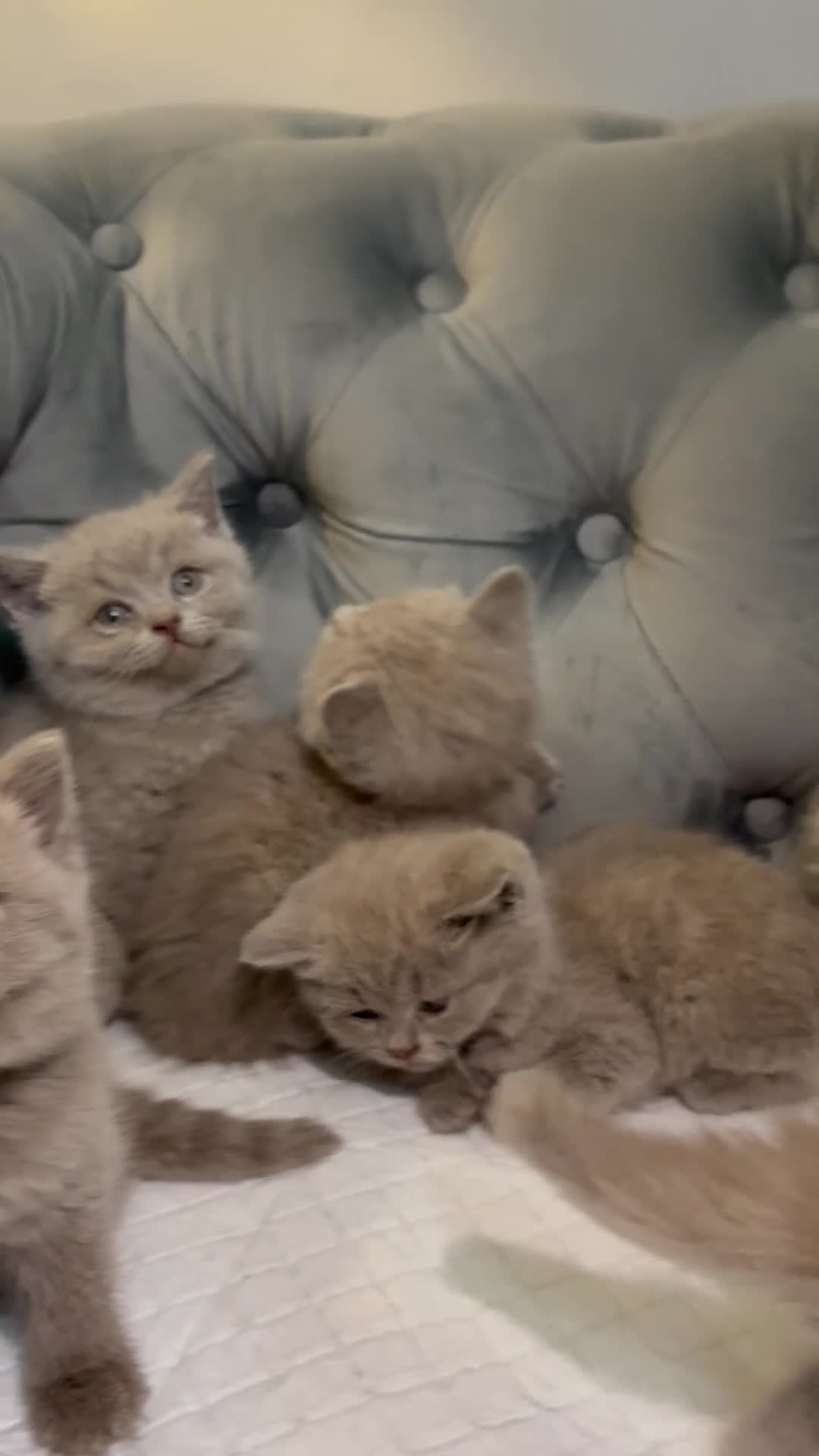 British Shorthair cats for sale: BRITISH SHORTHAIR 🩶 LILAC KITTENS - READY SOON  - Video 1