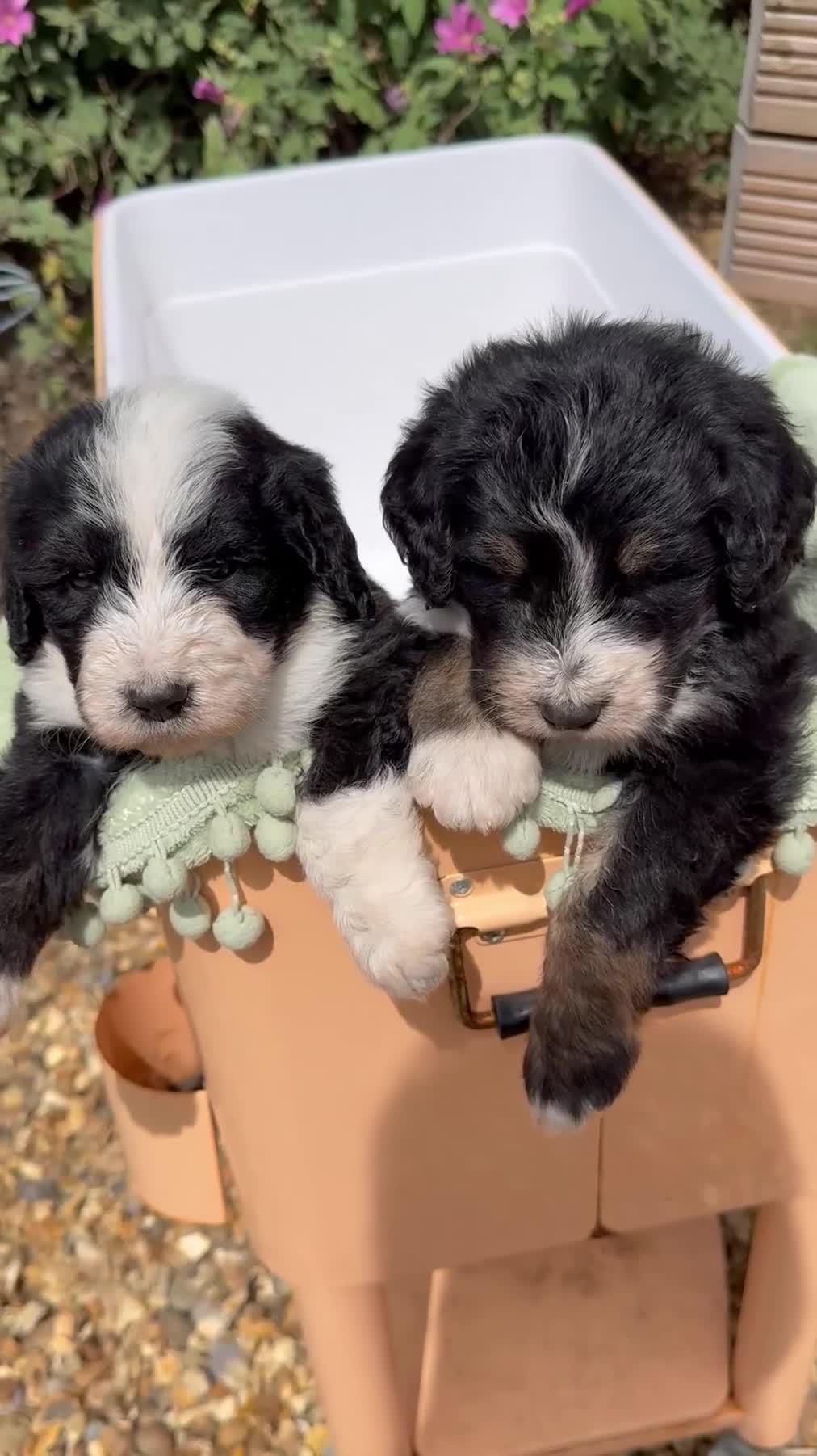 Bernedoodle dogs for sale: Bernadoodle 4 male home bred puppies  - Video 1