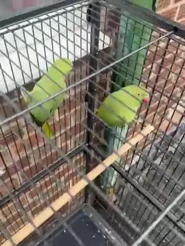 Parrots birds for sale: Green neck Parrot  - Video 1