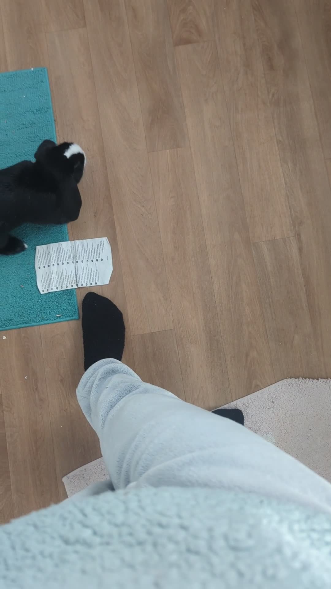 Mini Lop rabbits for sale: Mini Lop for a good home 🥰 - Video 1