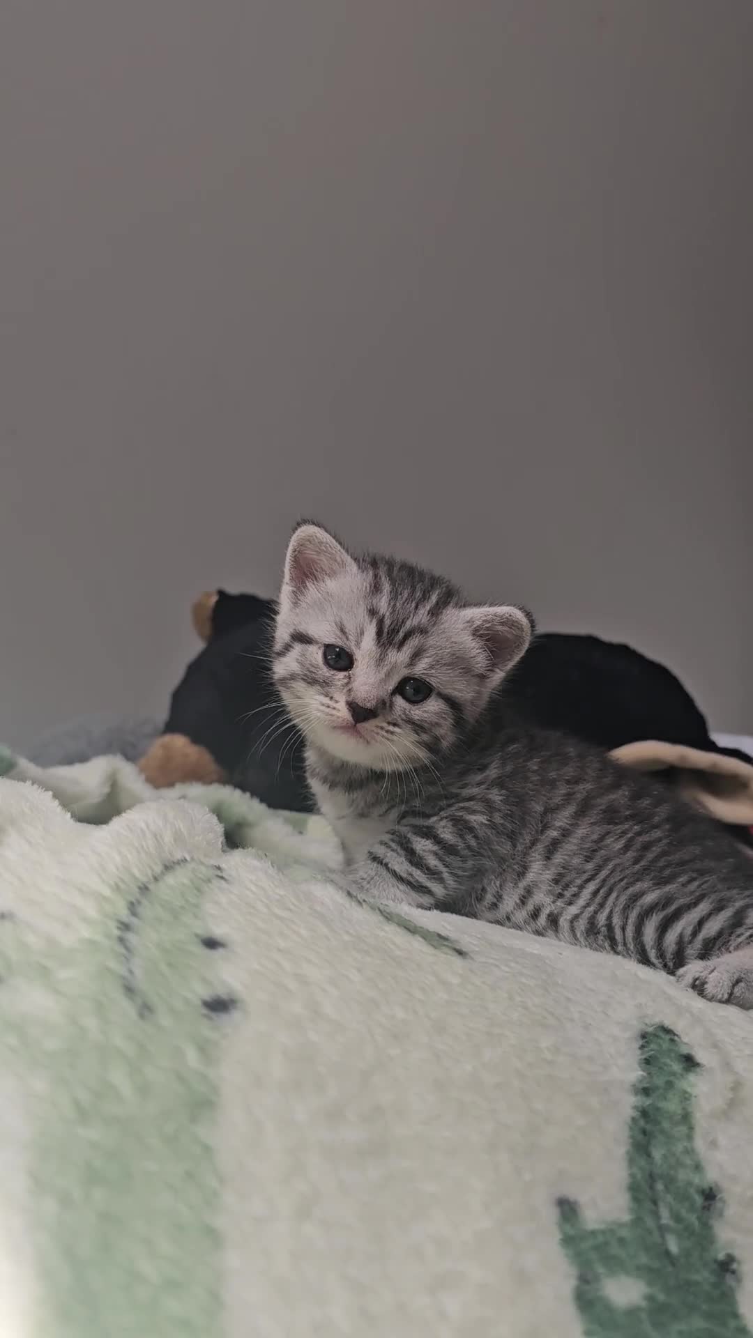 American Shorthair cats for sale: American shorthair  - Video 1