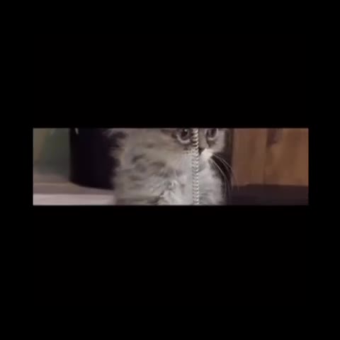 Turkish Angora cats for sale: Angora cross Persian kittens 🐱  - Video 1