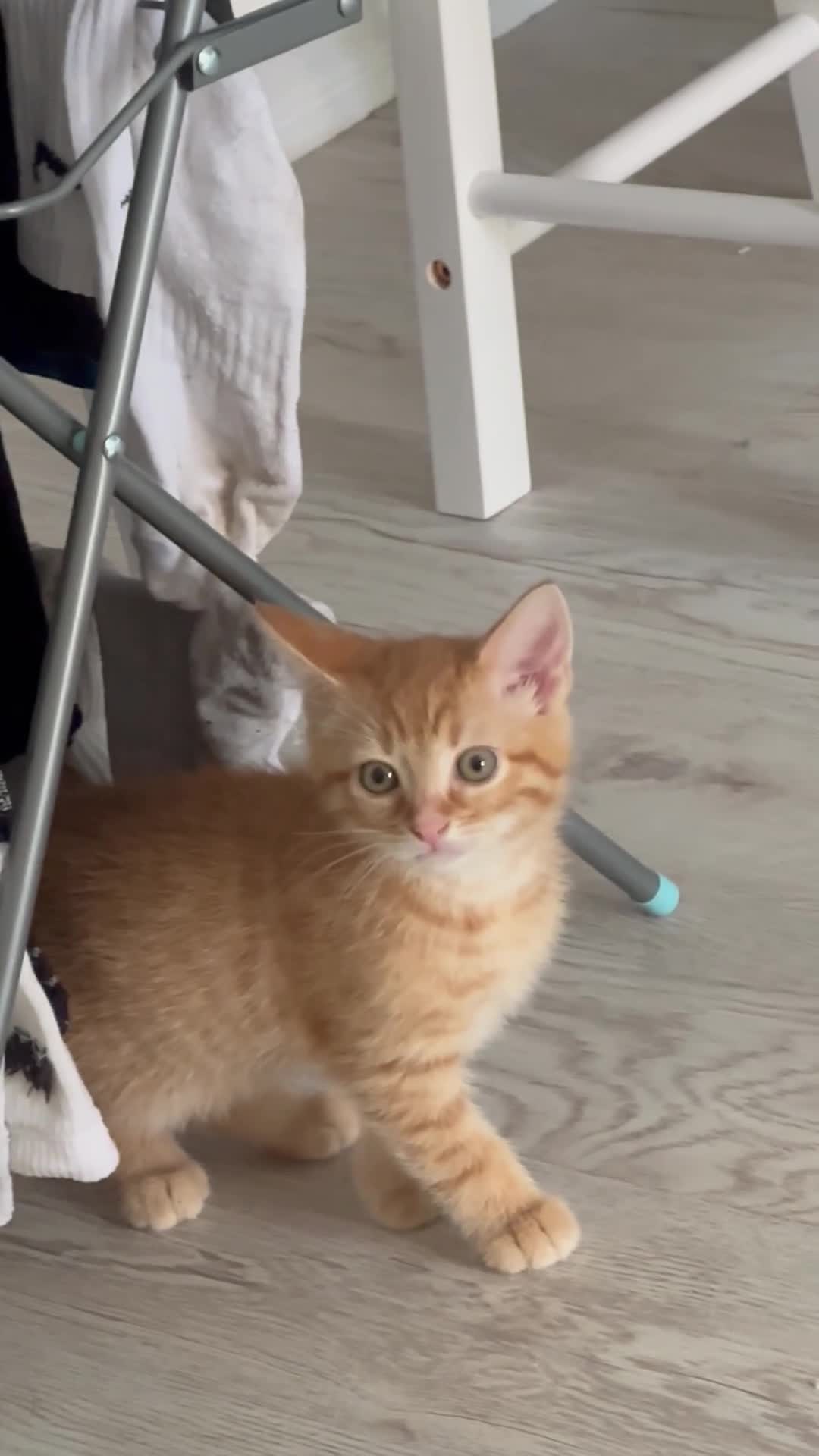 Mixed Breed cats for sale: 9 week old ginger kitten - Video 2