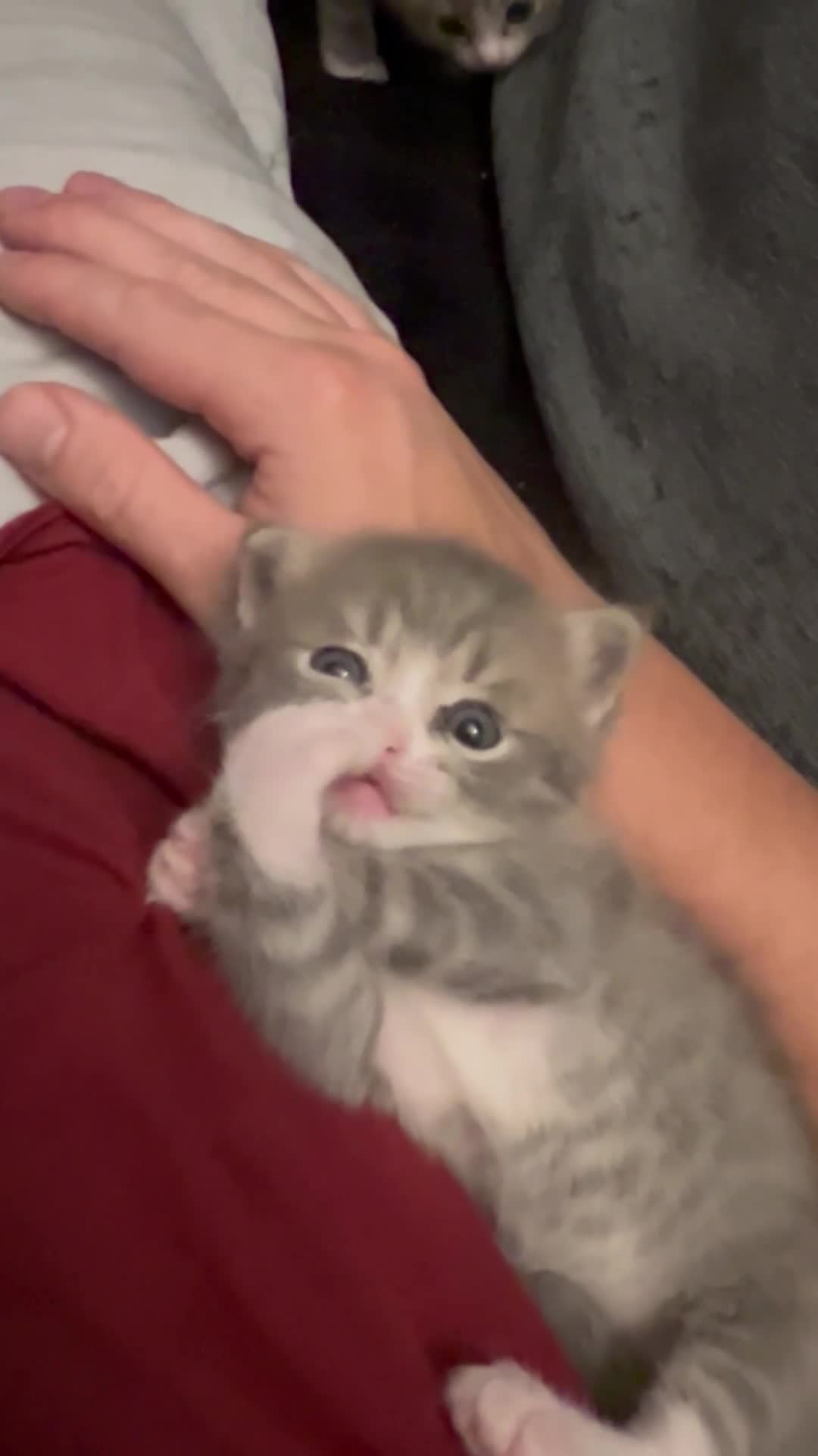 Mixed Breed cats for sale: 2 beautiful male kittens.  - Video 1