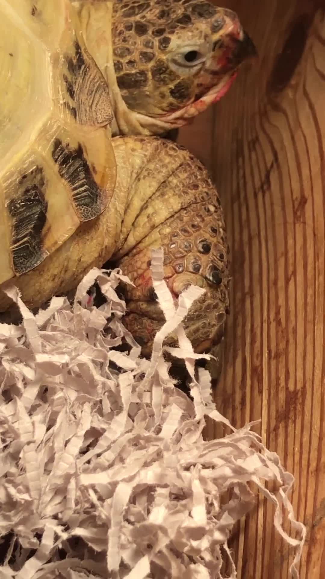 Tortoise reptiles for sale: Horsfield tortois - Video 1