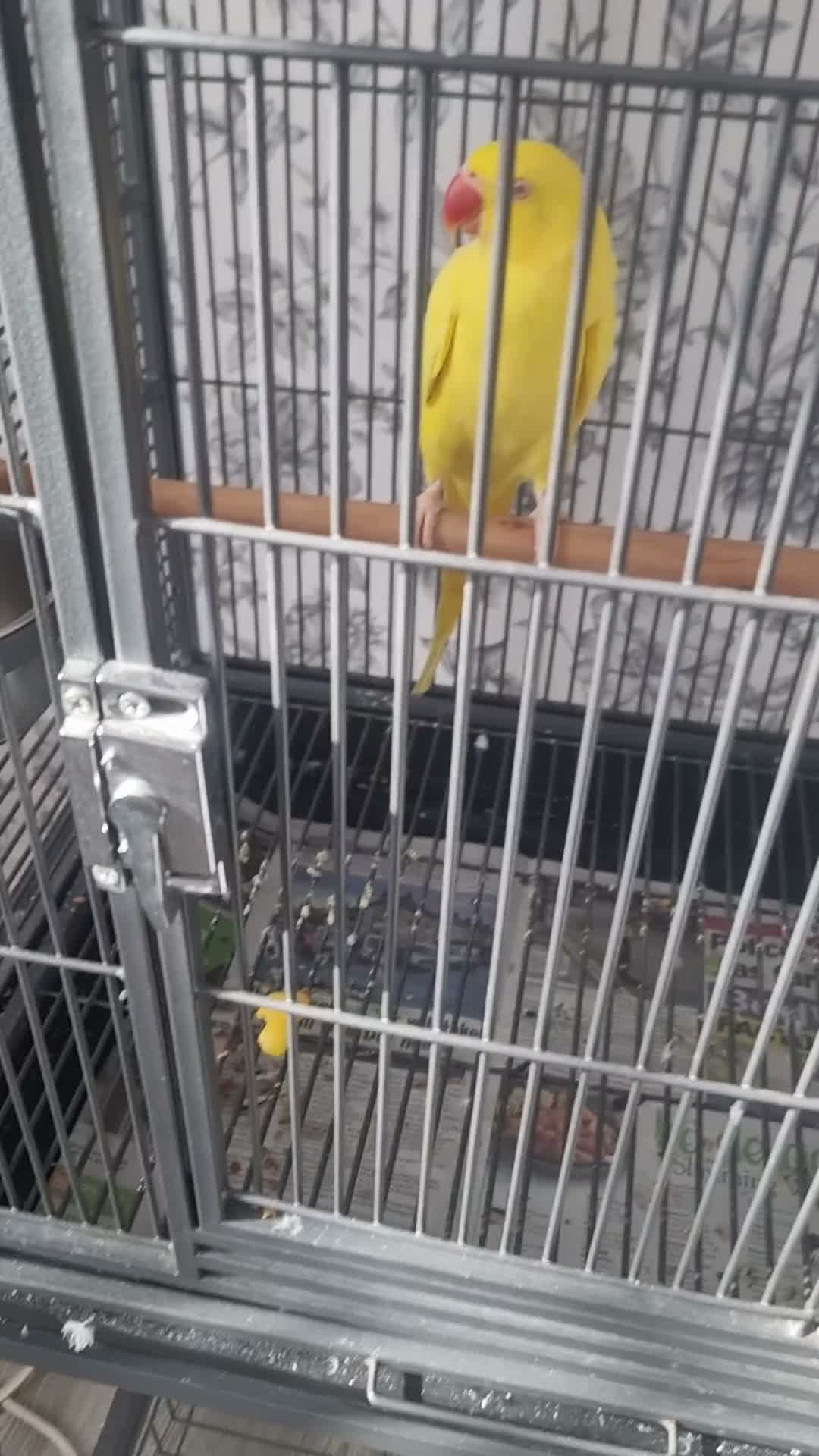 Parrots birds for sale: Beautiful lutino ringneck talking parrot  - Video 1