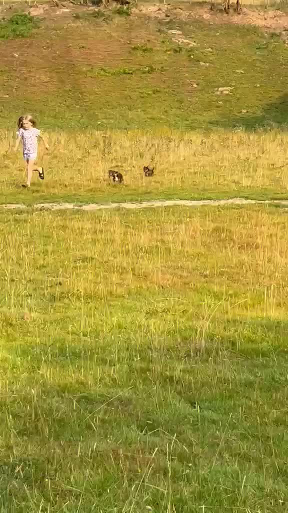 Border Collie dogs for sale: Gorgeous litter of Border Collies in Machynlleth - Video 3