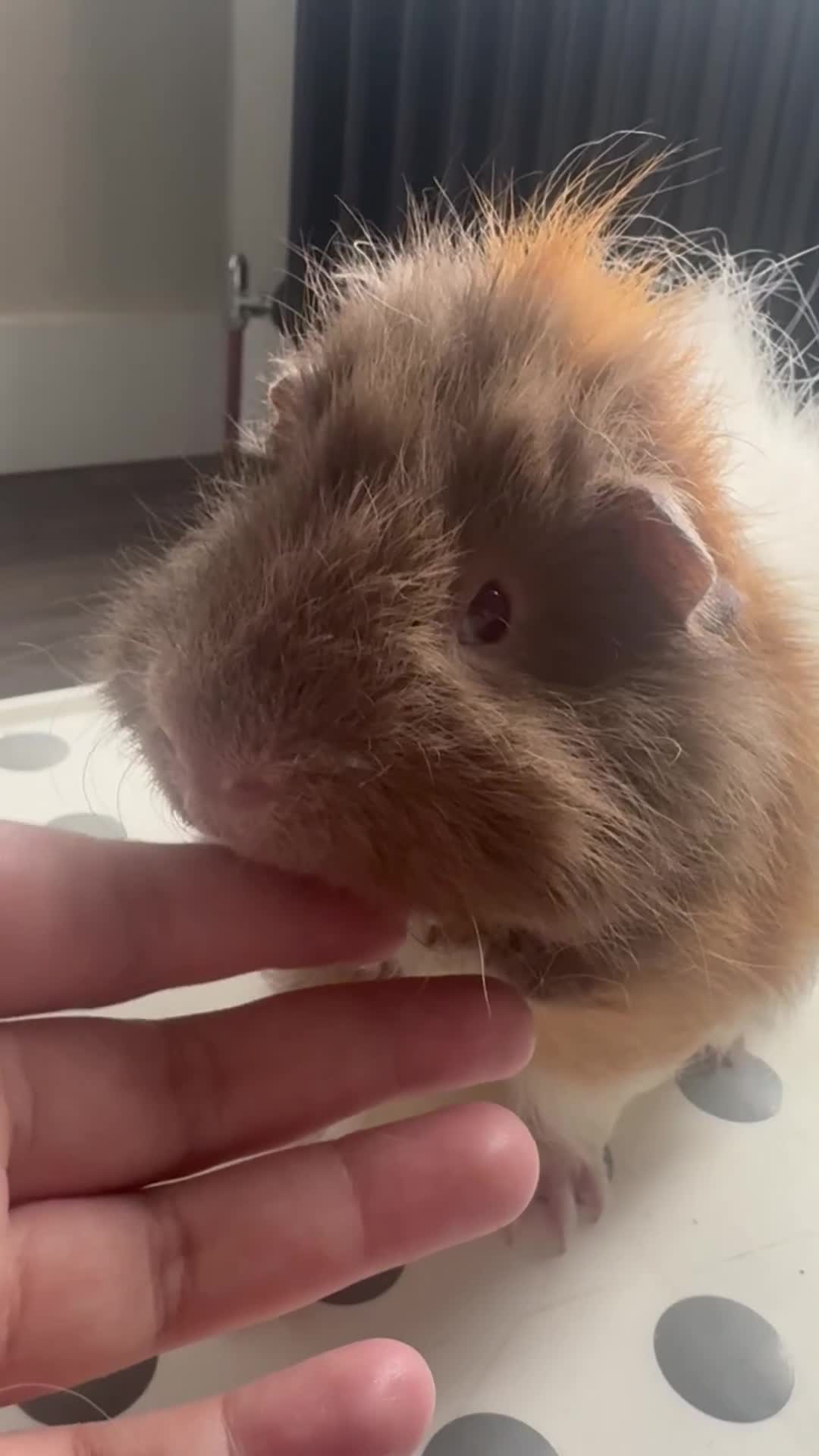 Guinea Pig rodents for sale: Baby Guinea pigs in Watford - Video 2