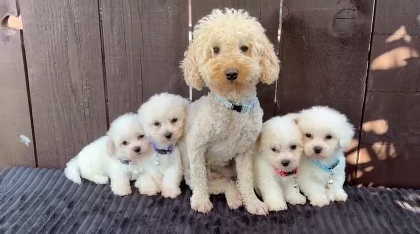 Miniature Poodle dogs for sale: Miniature poodles 2 boys 2 girls  - Video 4