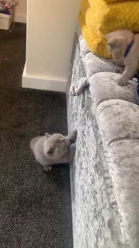 British Shorthair cats for sale: British short-hair kittens  - Video 1