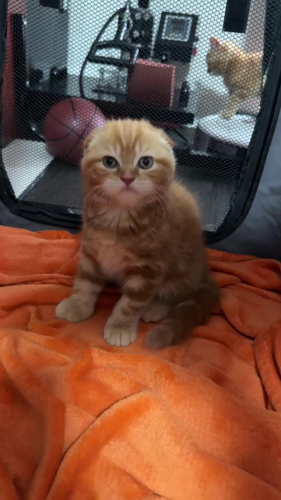 Scottish Fold cats for sale: 🩷Beautiful Scottish Fold/Straight kittens🩷 - Video 2