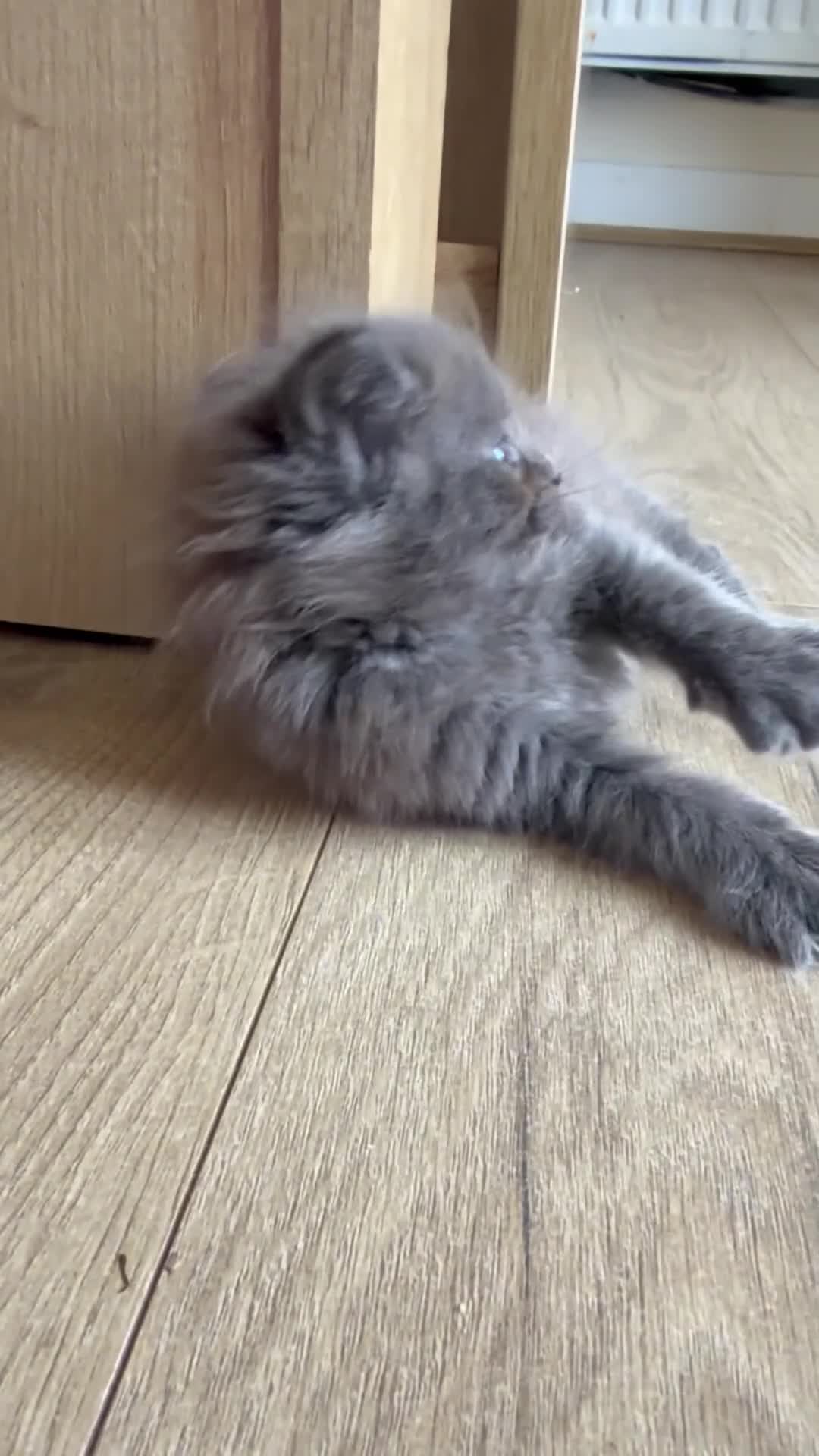 Maine Coon cats for sale: Maine Coon kittens  - Video 1
