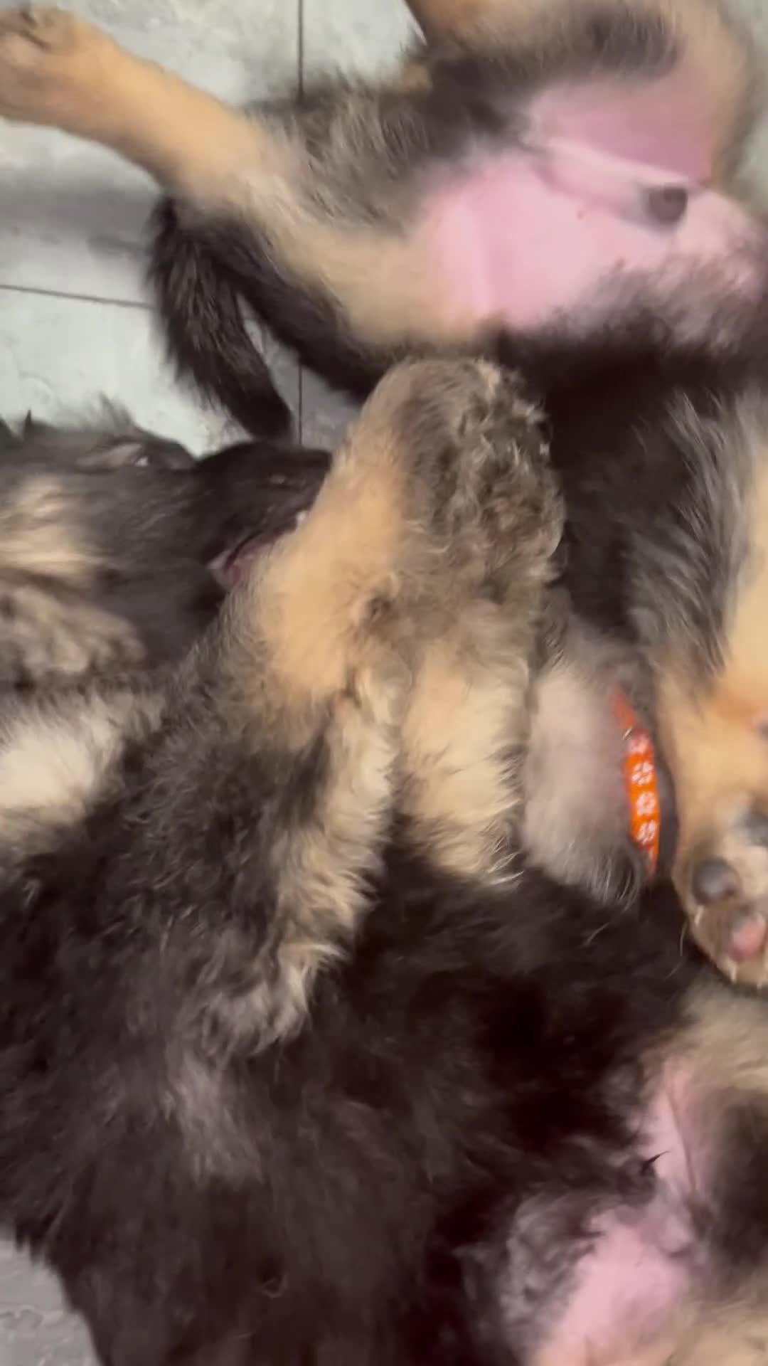 German Shepherd dogs for sale: Puppies german shepherd  - Video 1