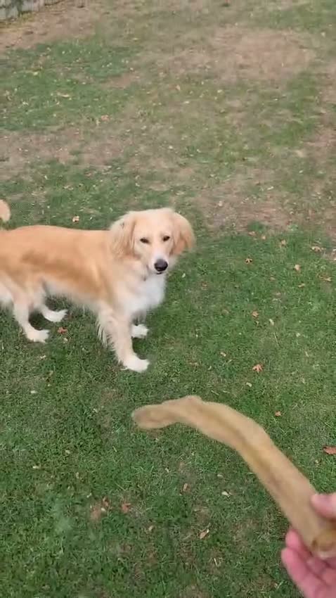 Mixed Breed dogs for adoption: BANDIT - Almost 3 yrs old, Fluffy Mixed Breed Boy in Basingstoke - Video 3