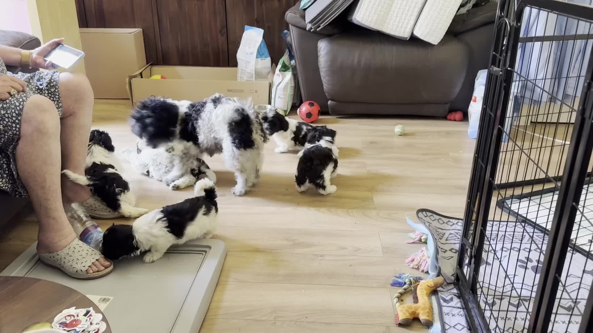 Havanese dogs for sale: Beautiful Havanese Puppies Ready Now - Video 5